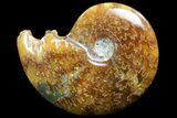 Polished, Agatized Ammonite (Cleoniceras) - Madagascar #73246-1